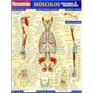 MUSCULOS: ORIGENS & INSERCOES - RESUMAO - 1 - BARROS, FISCHER & ASSOCIADOS
